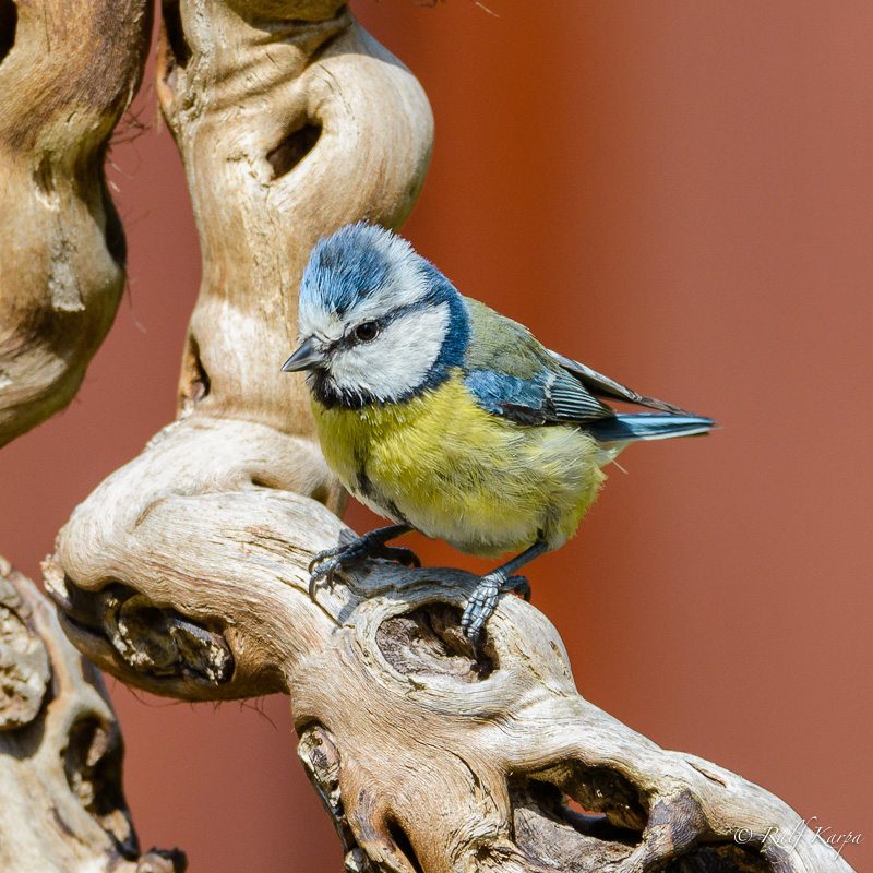 D800-6006609-_FX01408-2.jpg