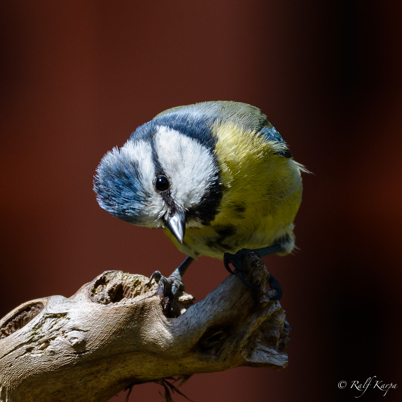 D800-6006609-_FX01554-2.jpg