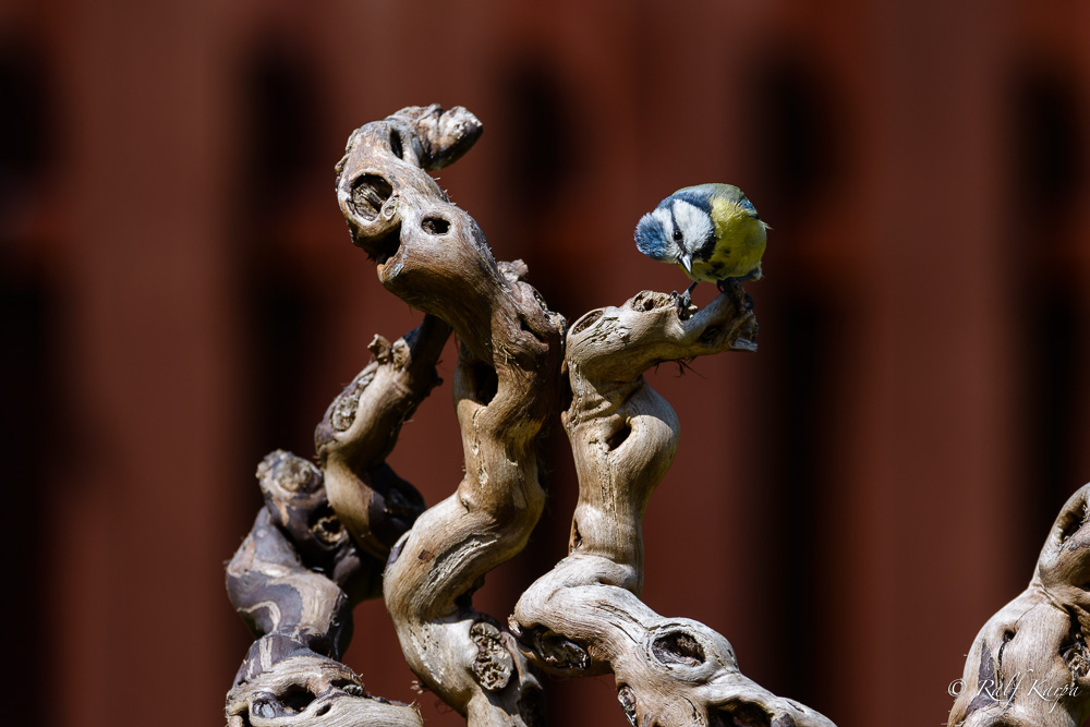 D800-6006609-_FX01554.jpg
