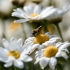 Macro-Shots