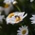 Macro-Shots