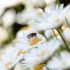 Macro-Shots