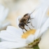 Macro-Shots
