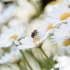 Macro-Shots