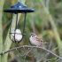 Feldsperling (Passer montanus)