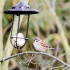 Feldsperling (Passer montanus)