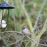Feldsperling (Passer montanus)