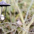 Feldsperling (Passer montanus)