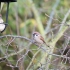 Feldsperling (Passer montanus)