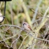 Feldsperling (Passer montanus)