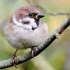 Feldsperling (Passer montanus)
