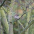 Feldsperling (Passer montanus)