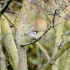 Feldsperling (Passer montanus)