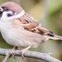 Feldsperling (Passer montanus)
