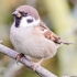 Feldsperling (Passer montanus)