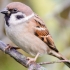 Feldsperling (Passer montanus)