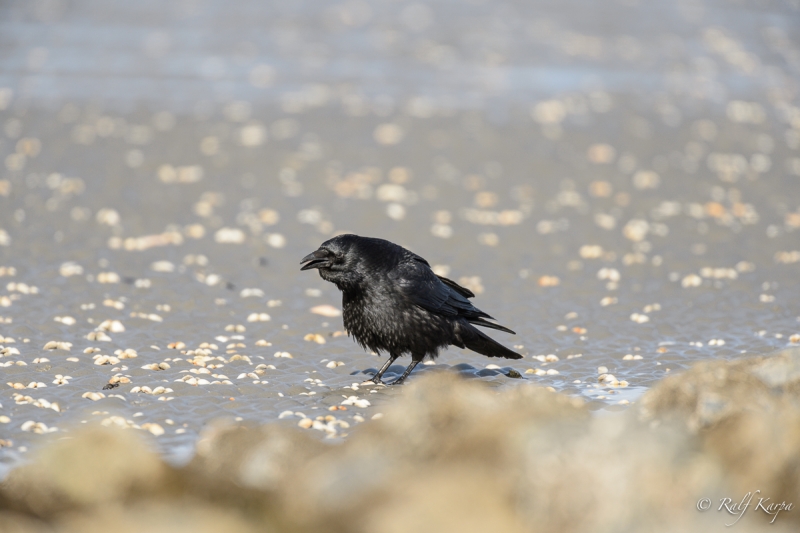 Nikkor 500f4 with TC-14 on D4