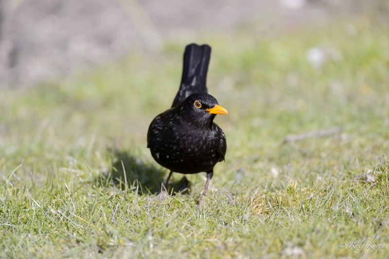 Nikkor 500f4 with TC-14 on D4