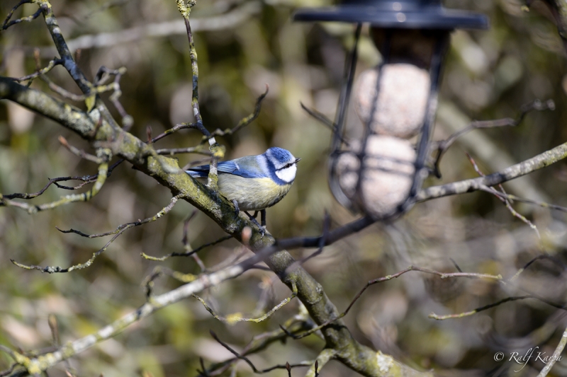 Nikkor 500f4 with TC-14 on D4