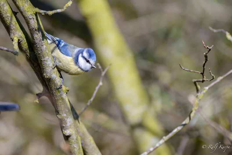 Nikkor 500f4 with TC-14 on D4