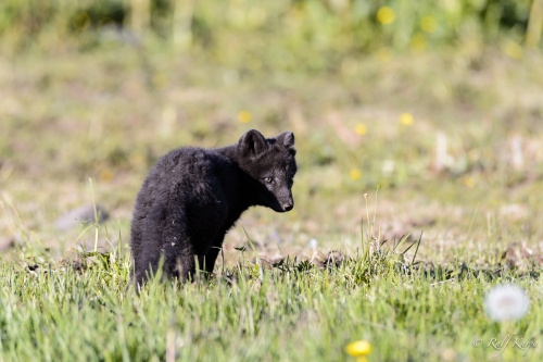 Arctic Fox