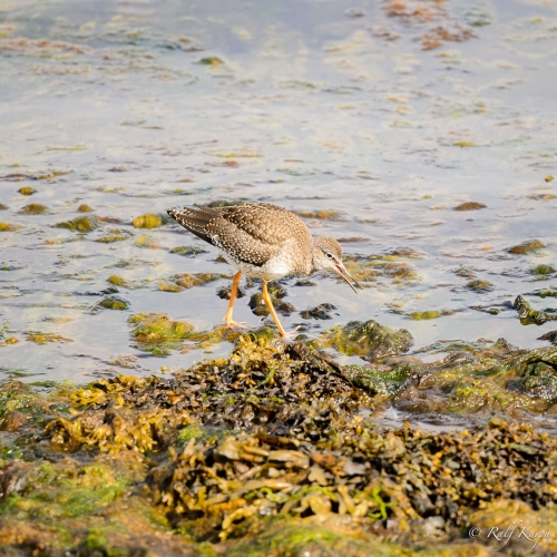 Redshank