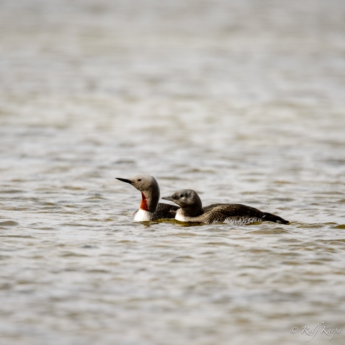 Red-throated diver