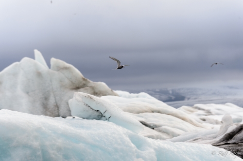 Jökulsárlón