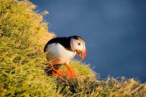 Puffin