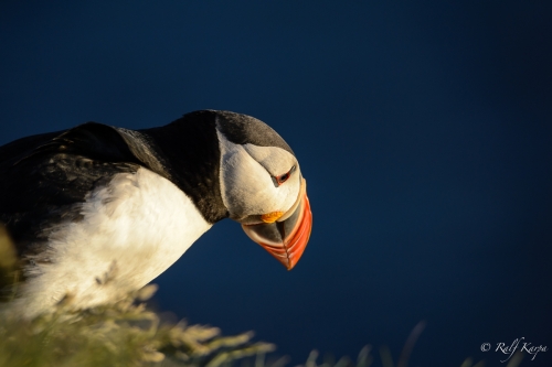 Puffin