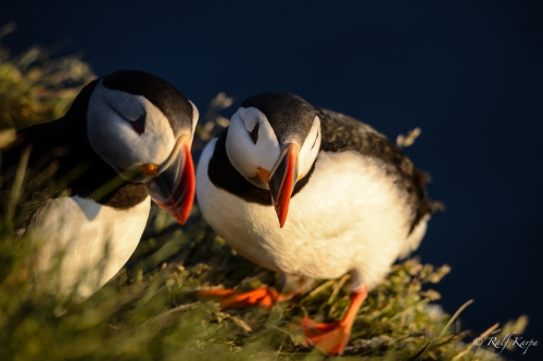 Puffin