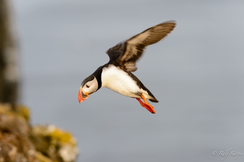 Puffin