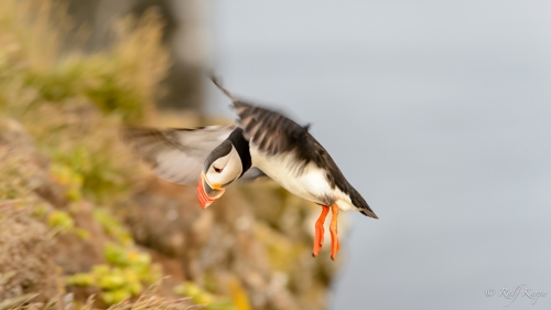 Puffin