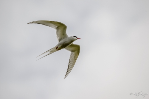 Tern