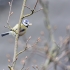 D7100-4321995-_DX01534