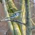 Blaumeise (Cyanistes caeruleus)