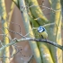 Blaumeise (Cyanistes caeruleus)