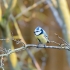 Blaumeise (Cyanistes caeruleus)