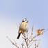 Blaumeise (Cyanistes caeruleus)