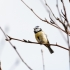 Blaumeise (Cyanistes caeruleus)