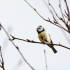 Blaumeise (Cyanistes caeruleus)