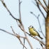 Blaumeise (Cyanistes caeruleus)