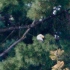 Bald Eagle (Haliaeetus leucocephalus)