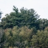 Bald Eagle (Haliaeetus leucocephalus)